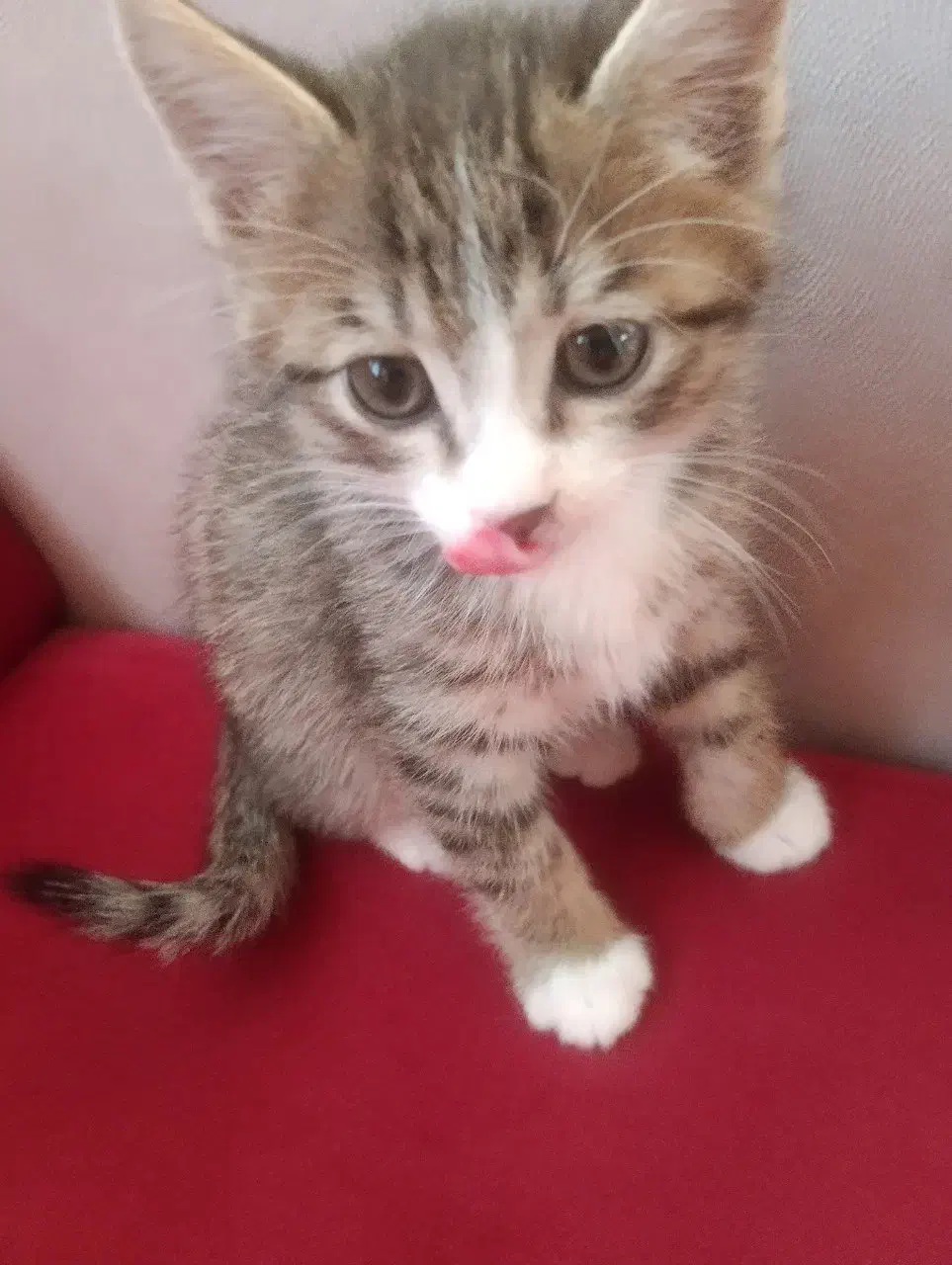 واگذاری گربه|گربه|دماوند, گیلاوند|دیوار