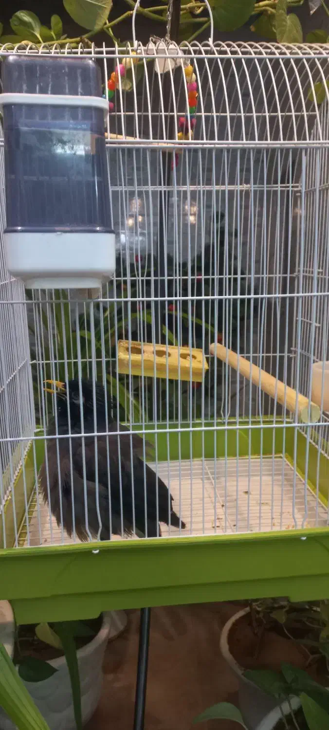 مرغ مینا با قفس|پرنده|یزد, |دیوار