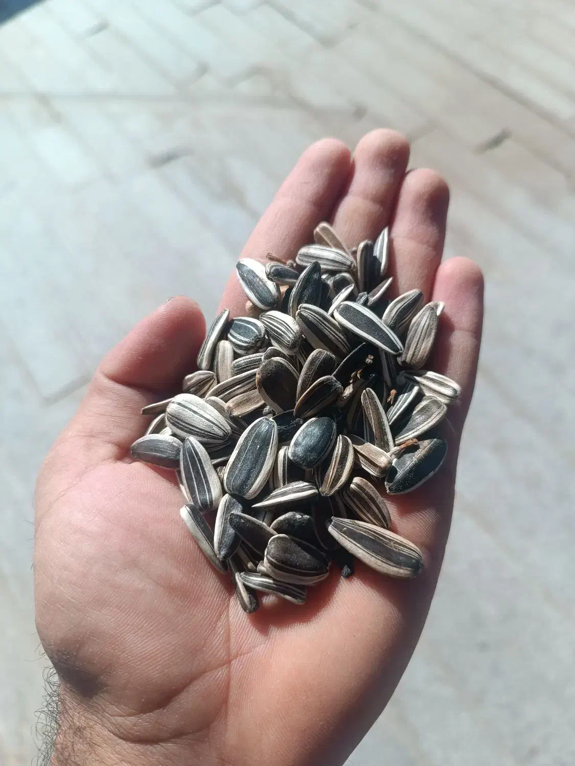 تخمه آفتابگردان امسالی|عمده‌فروشی|مشهد, انقلاب|دیوار