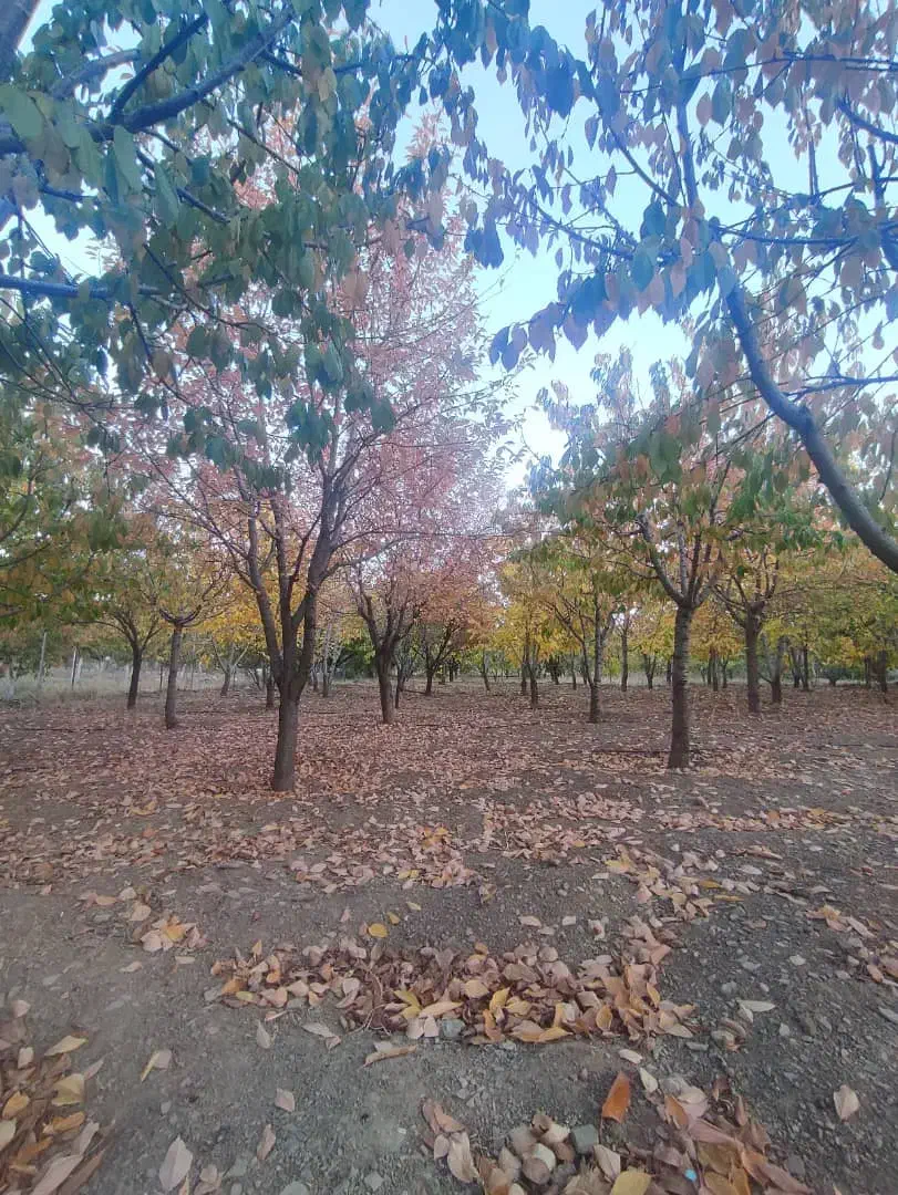 فروش و معاوضه خانه باغ دور زریبار (باقی هم میدم)|فروش خانه و ویلا|مریوان, |دیوار