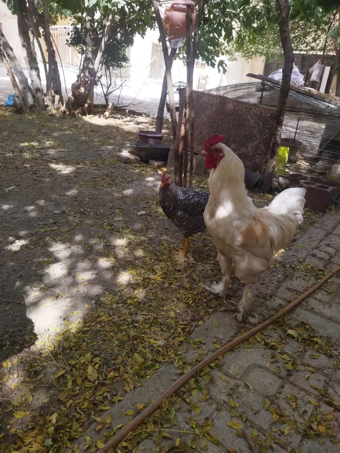 ۲ تا خروس سالم و سرحال|حیوانات مزرعه|مشهد, جنت|دیوار