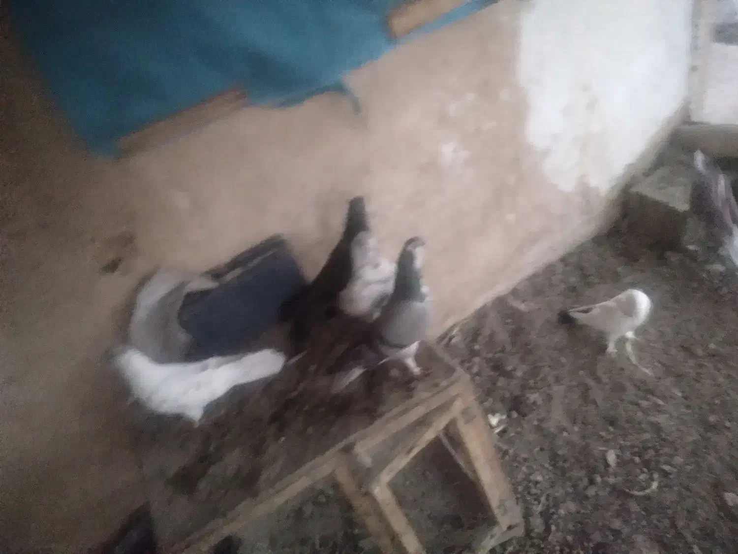 کبوتر پرشی زِرِی سفید و...|پرنده|خمینیشهر, |دیوار