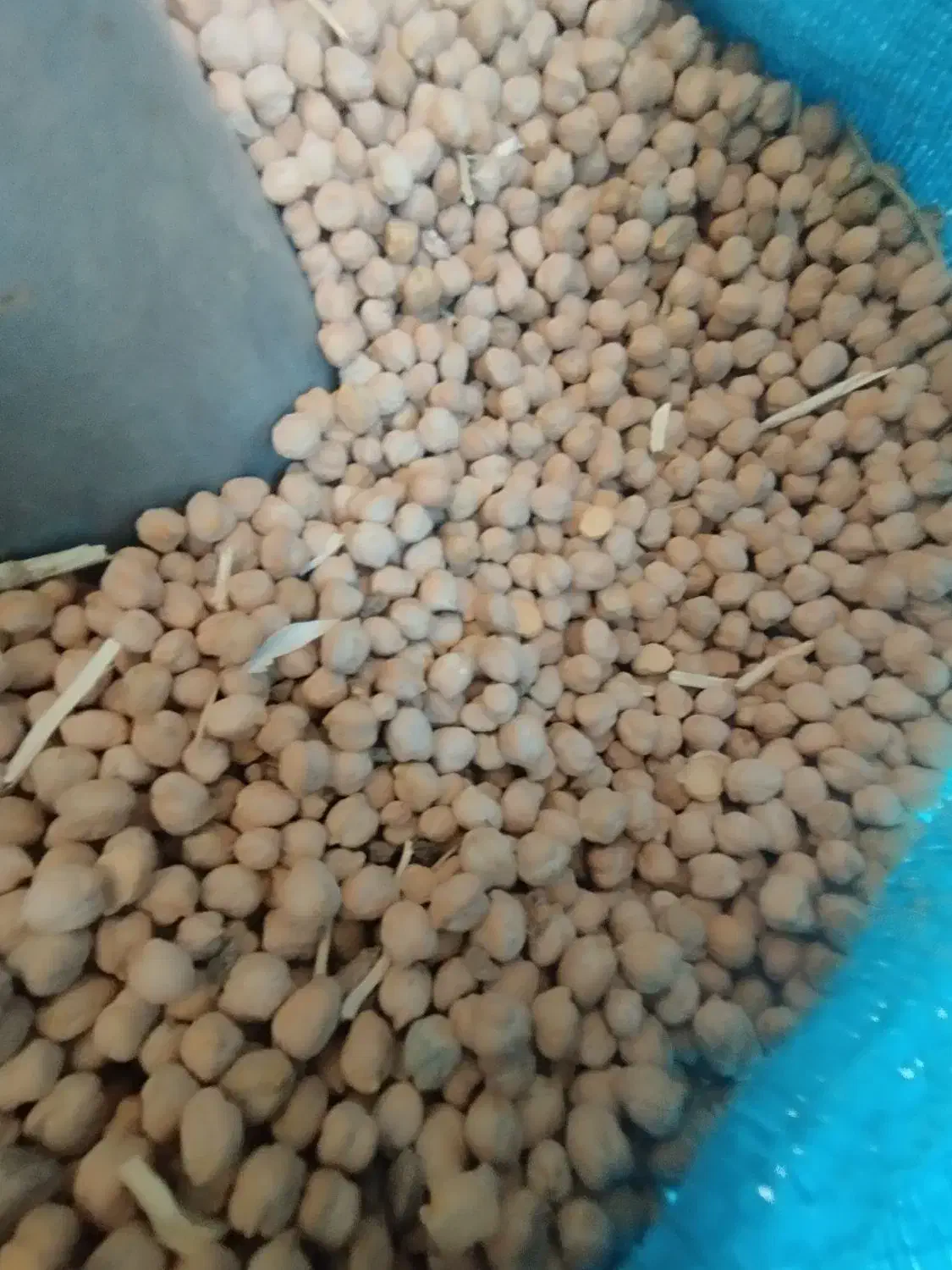 نخود درجه ۱|عمدهفروشی|قرچک, میرزائی جنوبی|دیوار