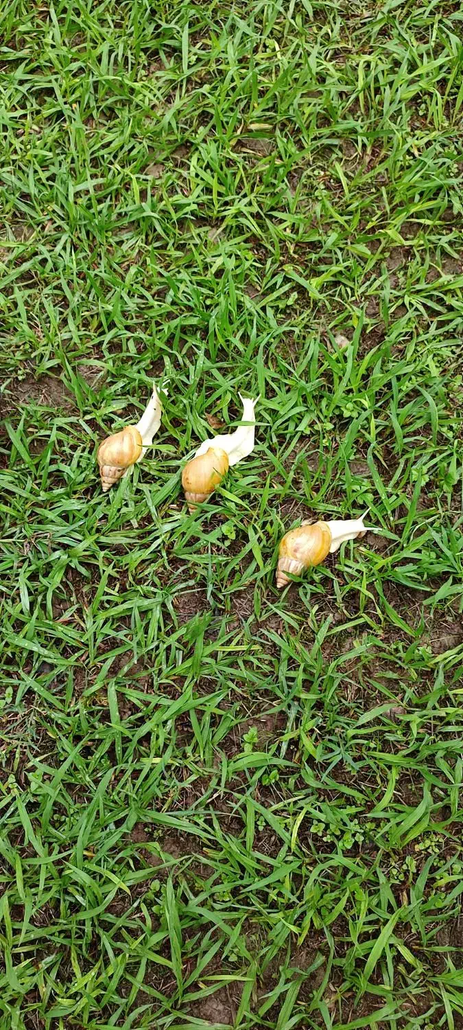 حلزون|خزنده|اندیشه, اندیشه فاز ۳|دیوار