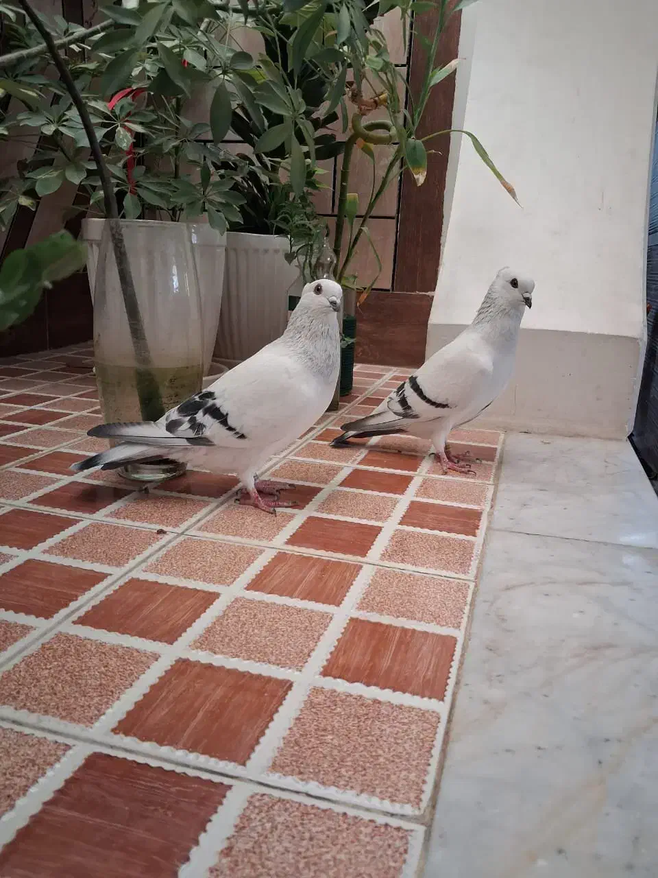 کبوتر|پرنده|بنارویه, |دیوار