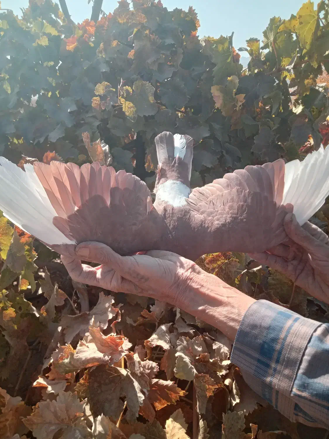 کفتر گلباف تاکرمان میارم براتون|پرنده|گلباف, |دیوار