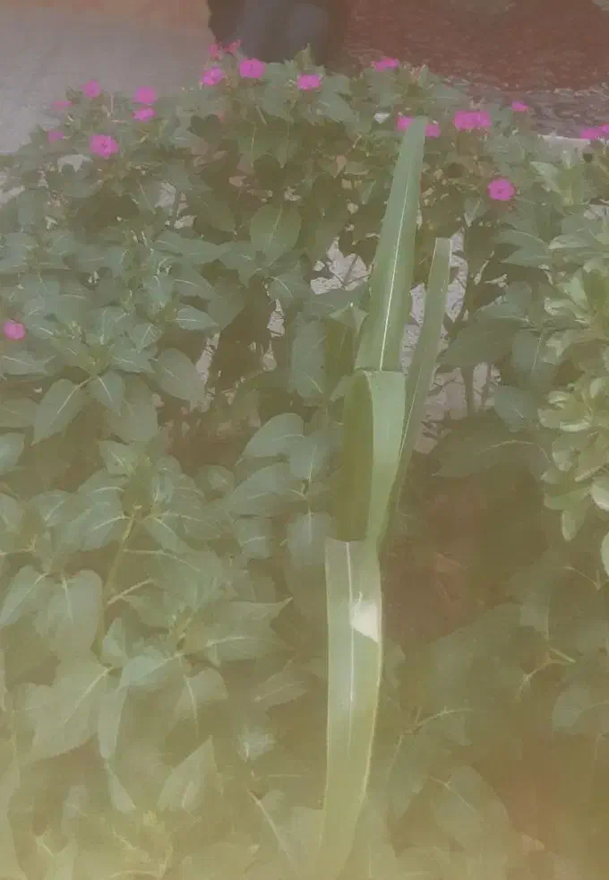 منزل قدیمی در شهر حبیب اباد|فروش زمین و ملک کلنگی|حبیب آباد, |دیوار