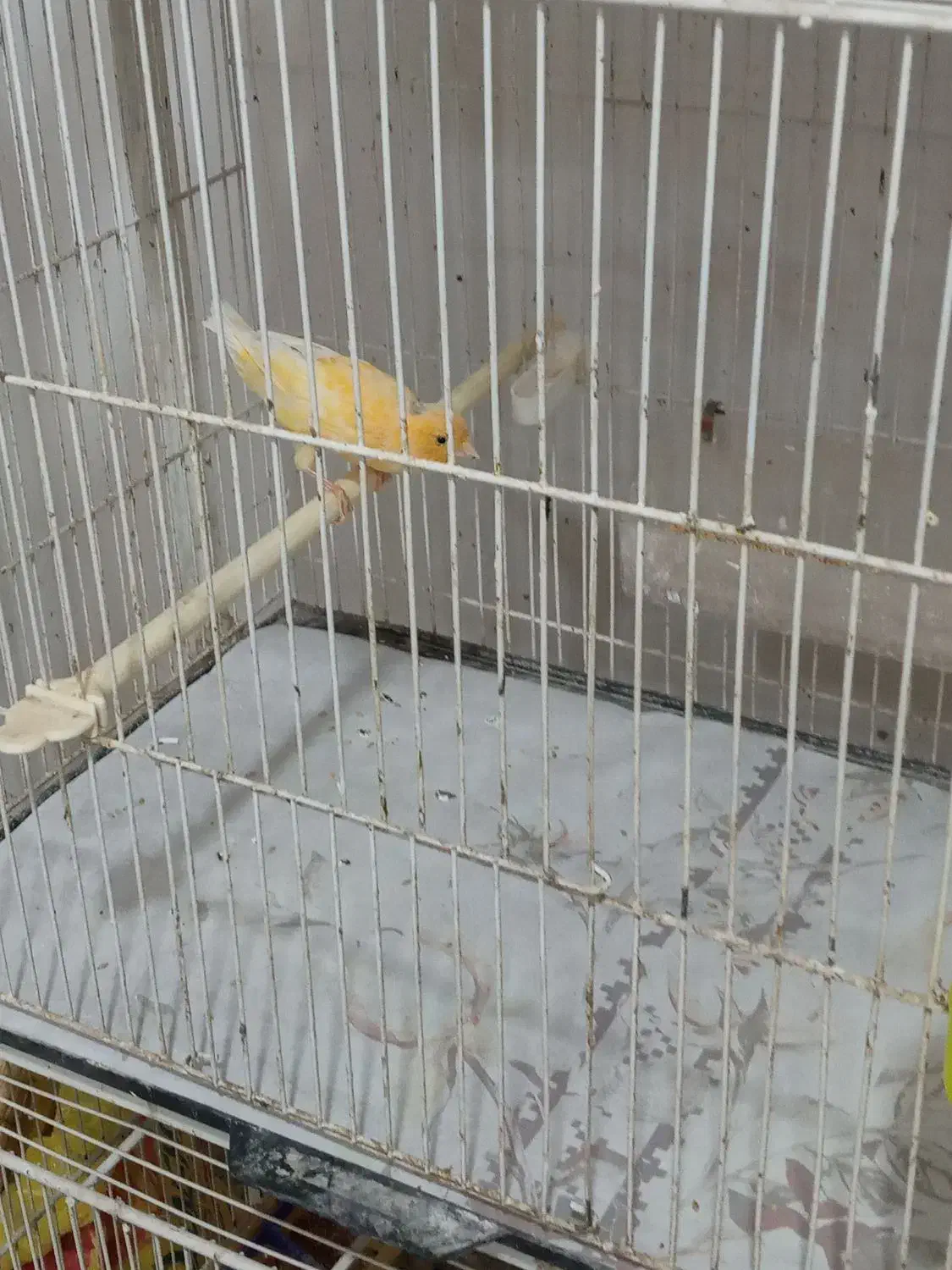 قناری نر مست خون و ماده آماده|پرنده|مشهد, رده|دیوار