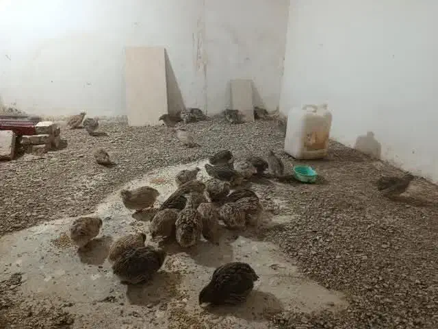 سی چهل عدد بلدرچین تازه به تخم اومدهسی|حیوانات مزرعه|بیرجند, |دیوار