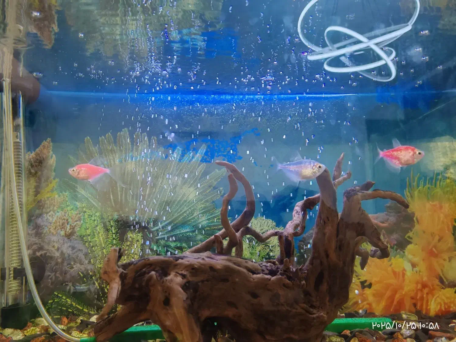 آکواریوم شیشه خم|ماهی|محمدیه-قزوین, |دیوار