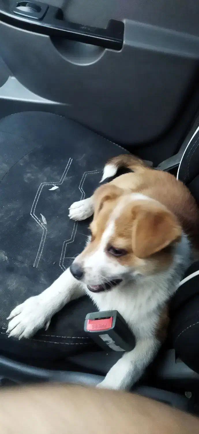 سگ بازیگوش|سگ|قزوین, |دیوار