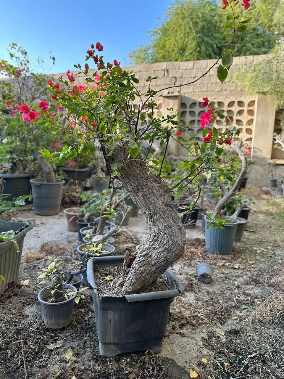 بونسای گل کاغذی و گلدان بونسای|گل و گیاه طبیعی|کرمان, |دیوار