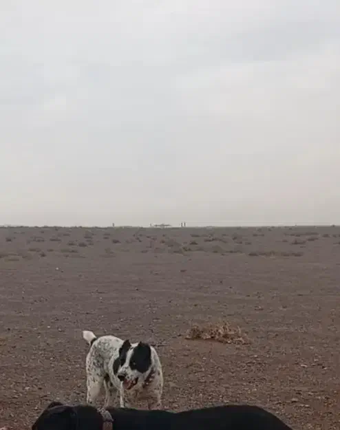 سگ افغان|سگ|زرندیه, |دیوار