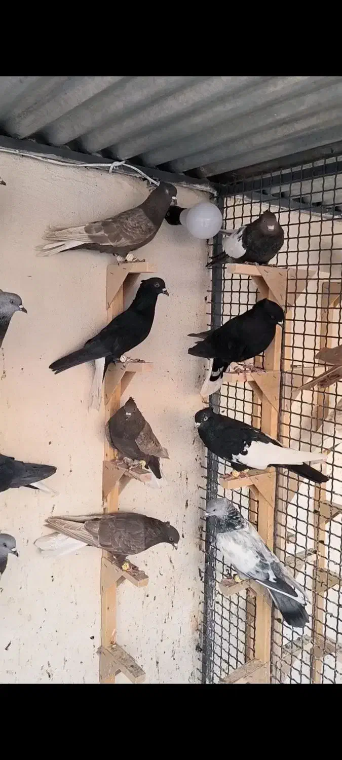 سینه و دمسفید|پرنده|مرودشت, فیروزی|دیوار