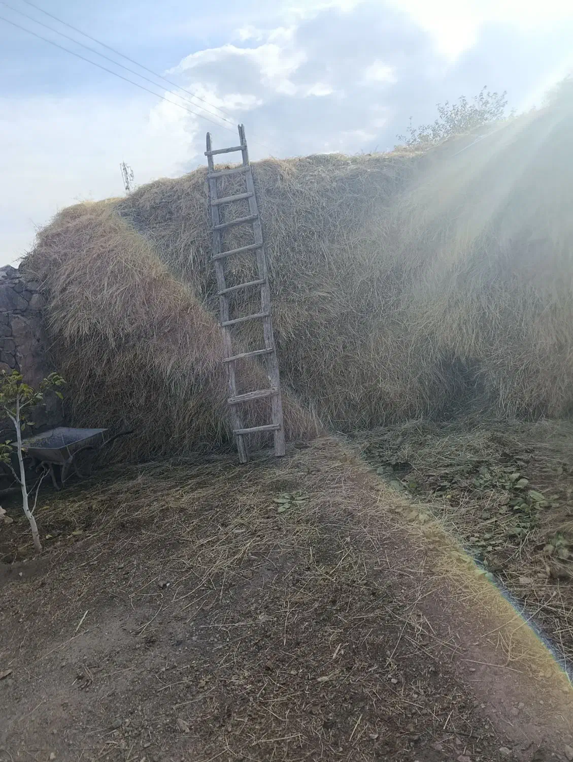 علف|لوازم جانبی حیوانات|بازرگان, |دیوار