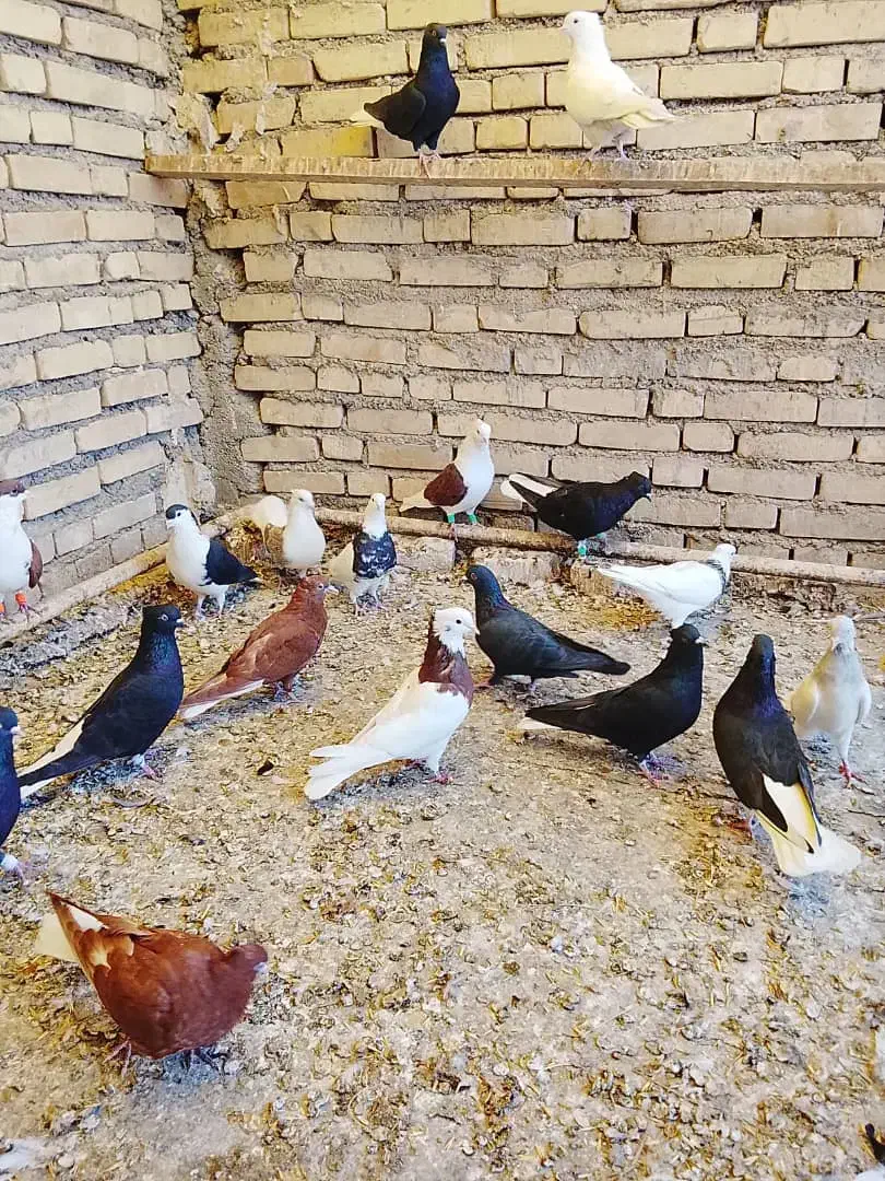 حمیدیه|پرنده|سوسنگرد, |دیوار