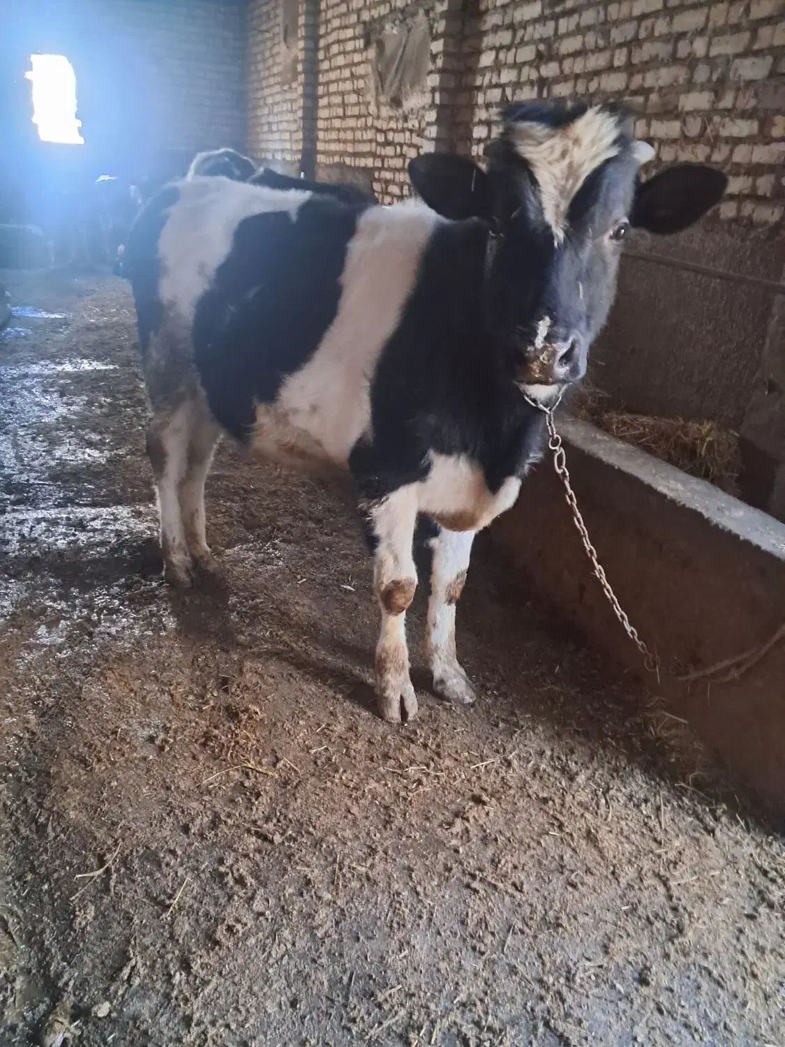 گاو نر|حیوانات مزرعه|زنجانرود, |دیوار