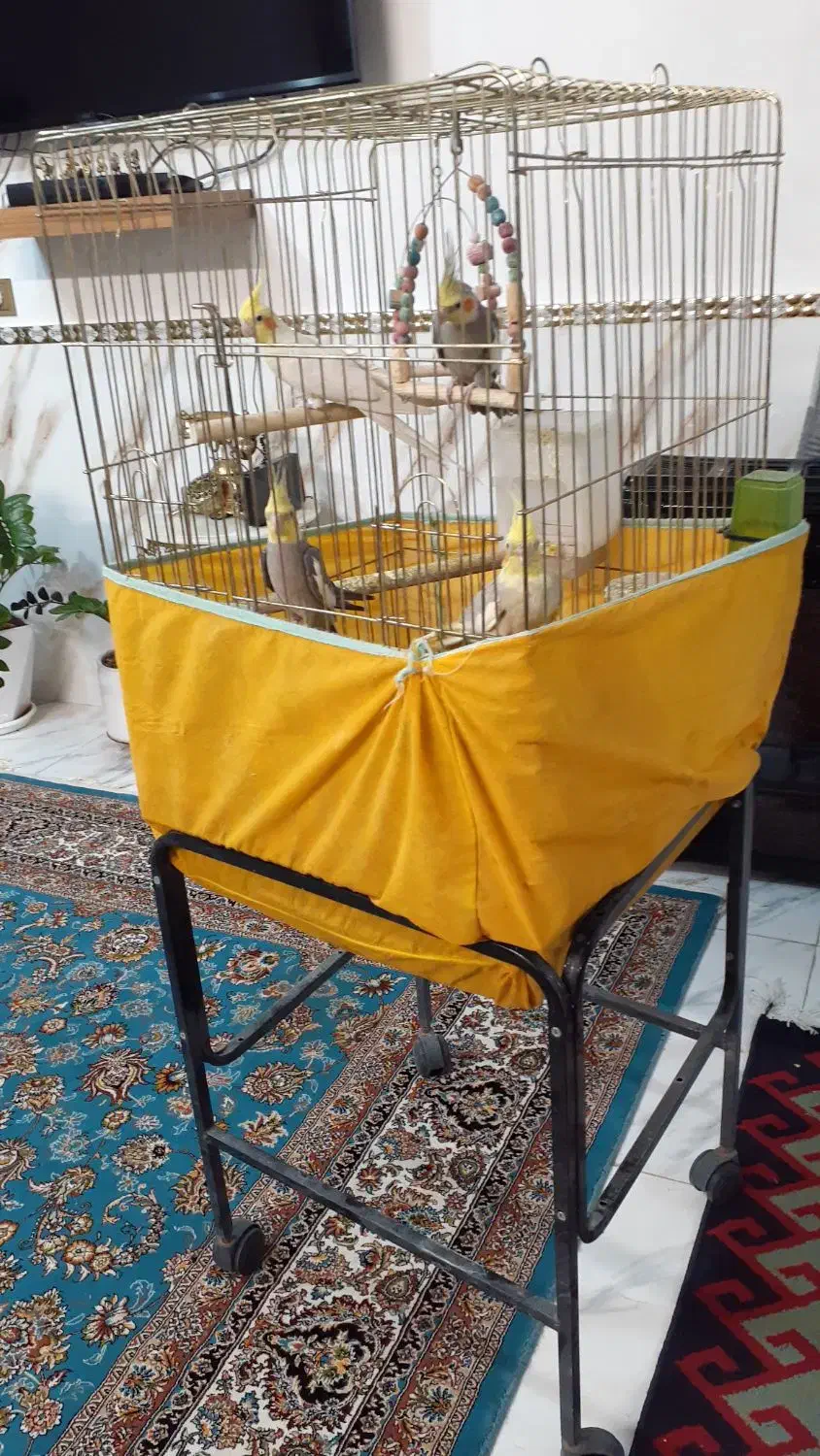 عروس هلندی مولد به همراه جوجه ها|پرنده|پاکدشت, پاکدشت (مامازند)|دیوار