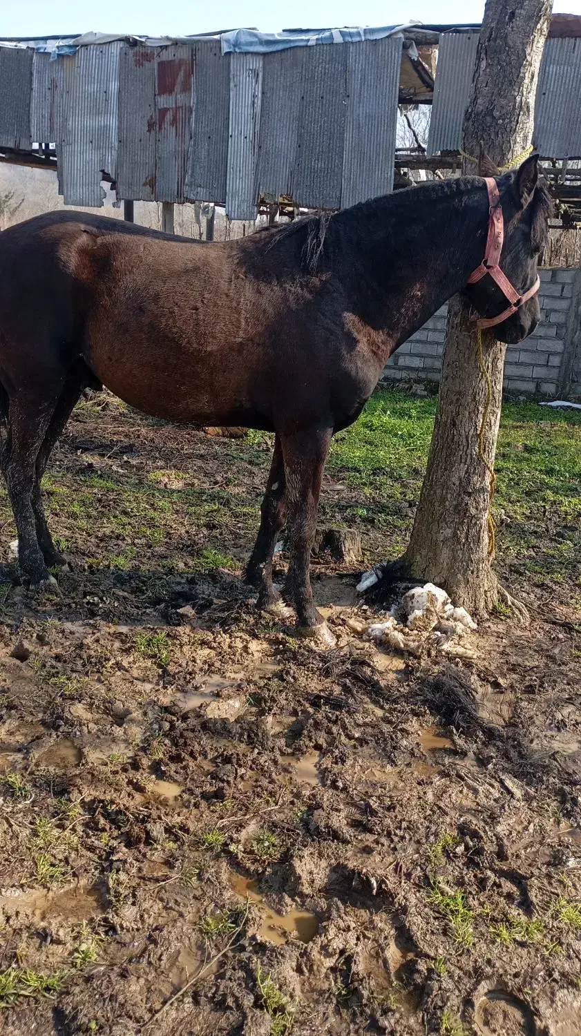 اسب مشکی سال 5|اسب و تجهیزات اسبسواری|کوچصفهان, |دیوار