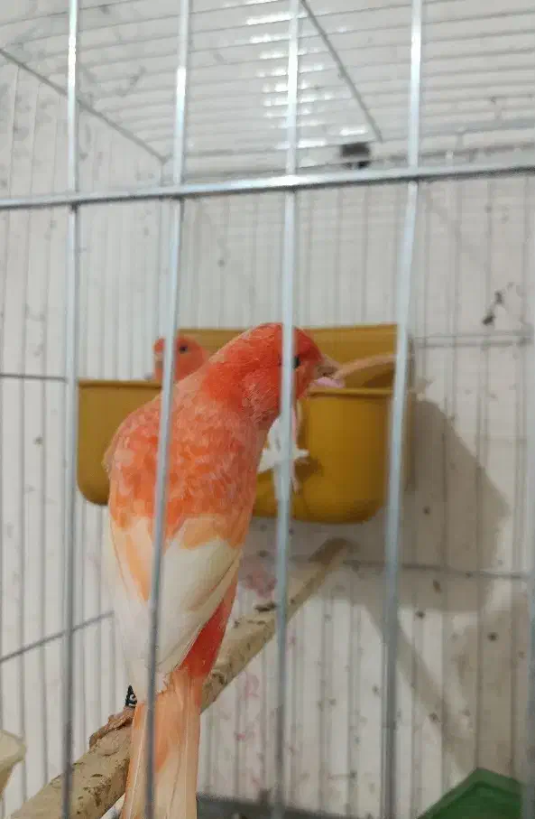 جفت قناری رد فاکتور اورجینال|پرنده|اهواز, کمپلو شمالی|دیوار