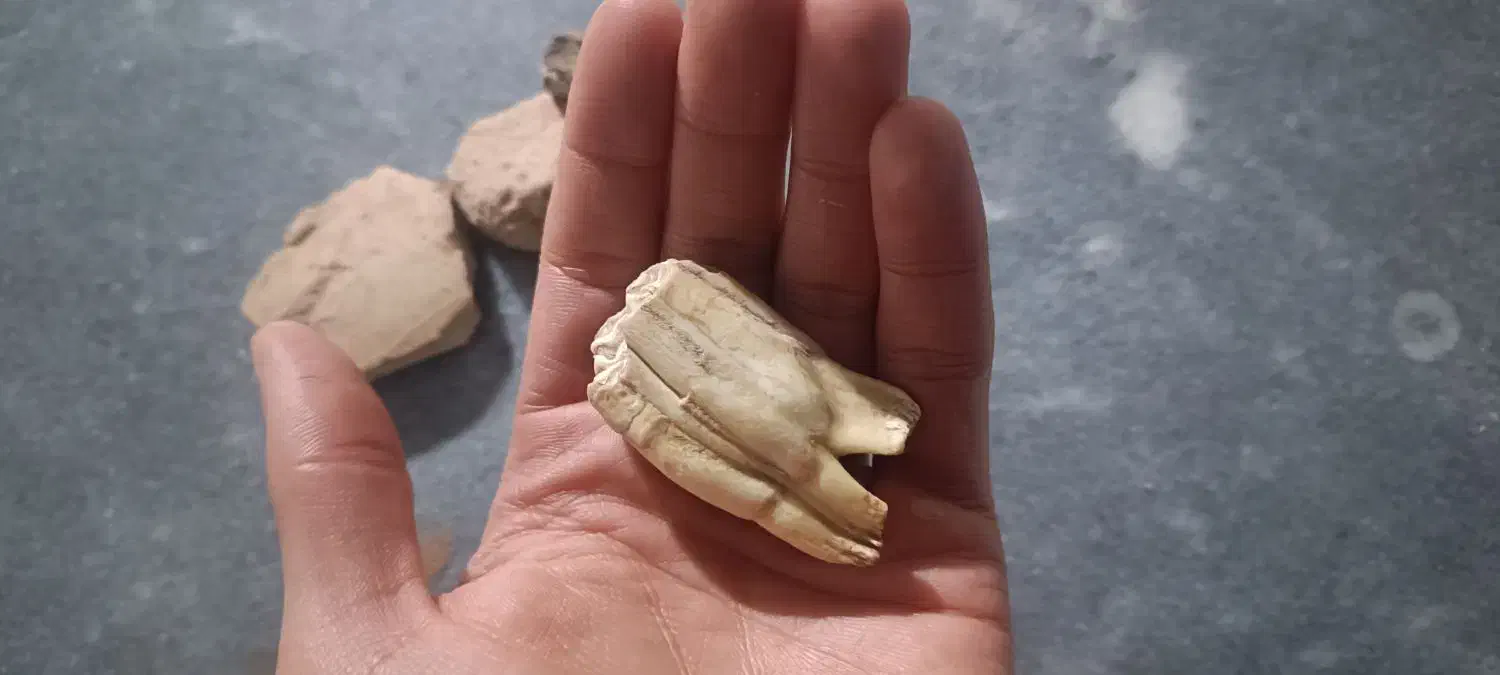 عتیقه ( دندان فسیل فیل)|کلکسیون اشیاء عتیقه|کرمانشاه, |دیوار