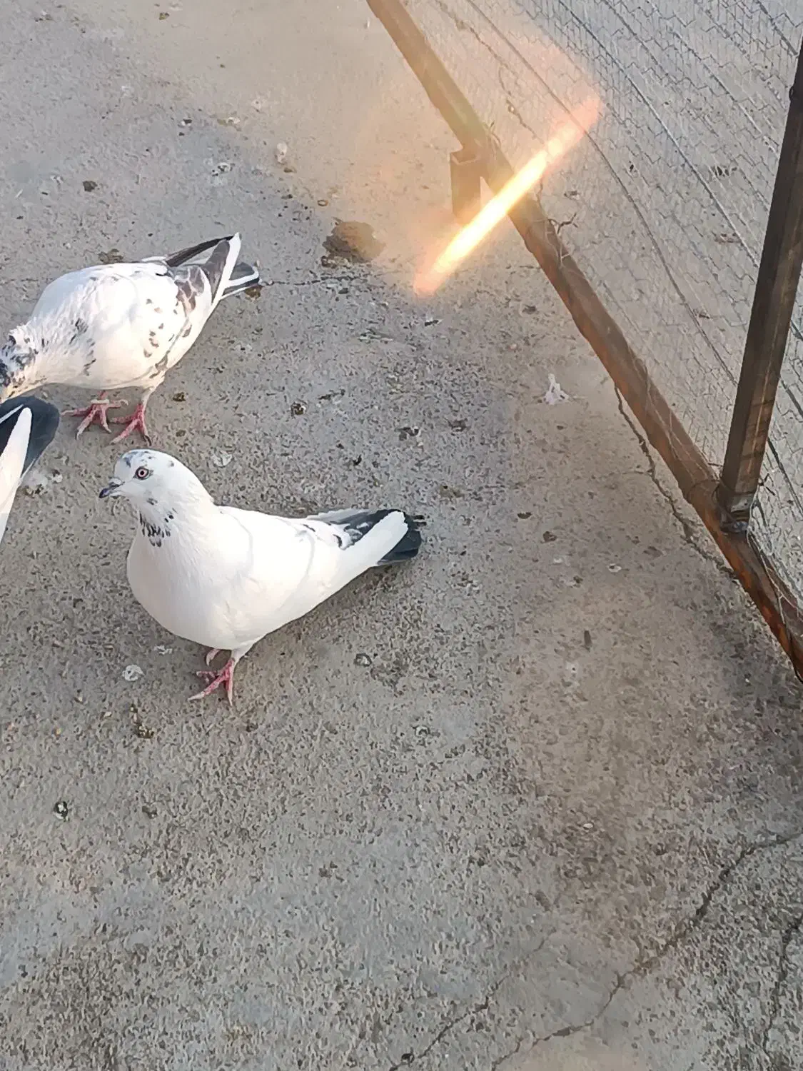 کبوتر پرشی|پرنده|گلپایگان, |دیوار