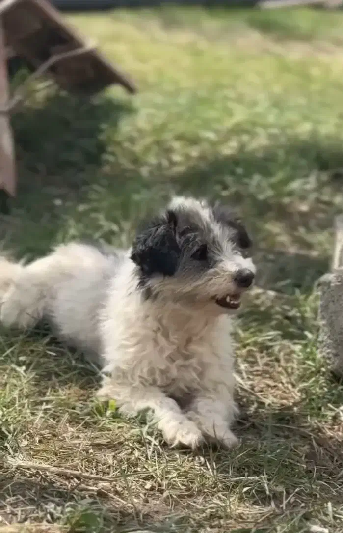 سگ شیتزو|سگ|نقده, |دیوار