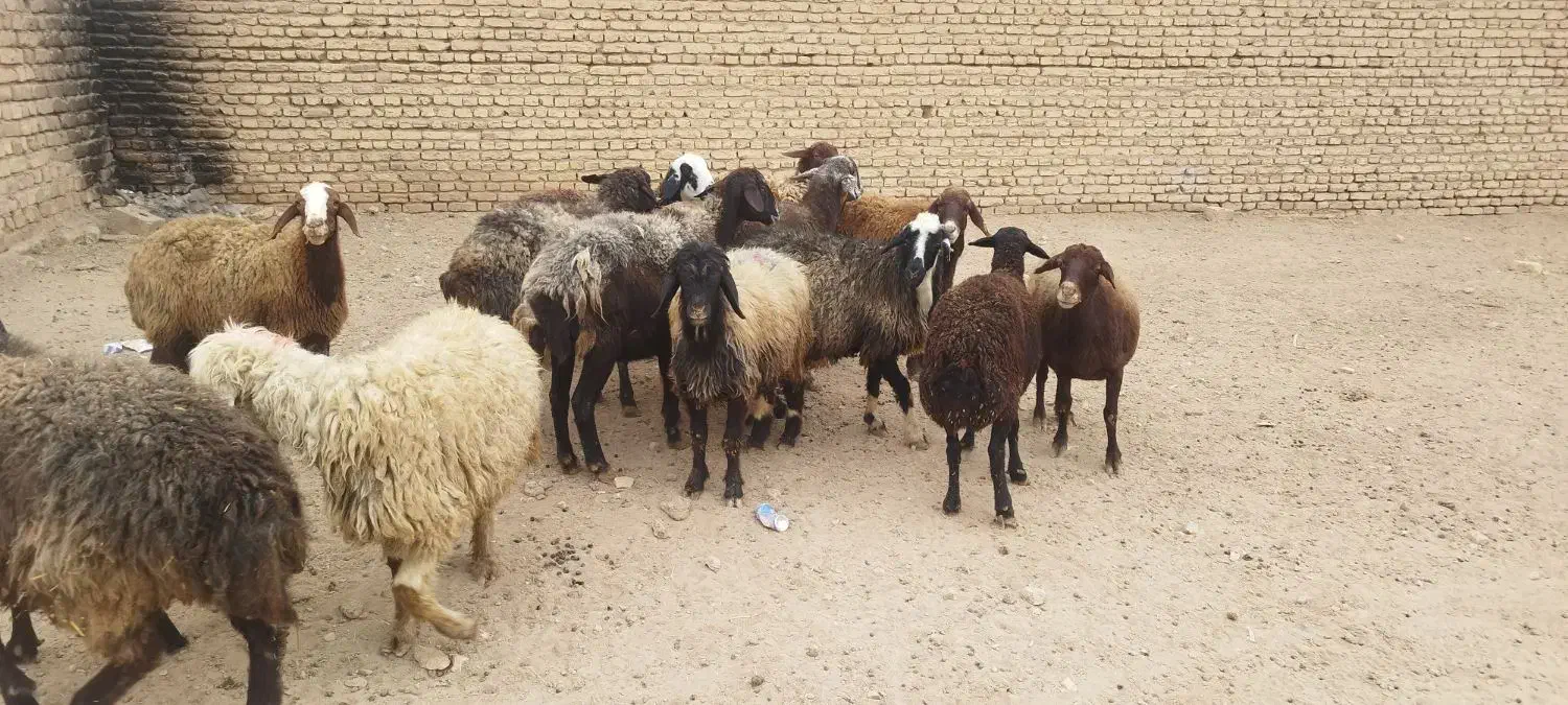 میش جفت 32 همه جوان آبستان سنگین|حیوانات مزرعه|شاهینشهر, گزبرخوار|دیوار