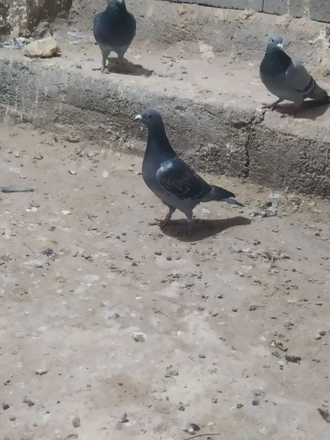 کبوتر مسافتی|پرنده|چناران, |دیوار