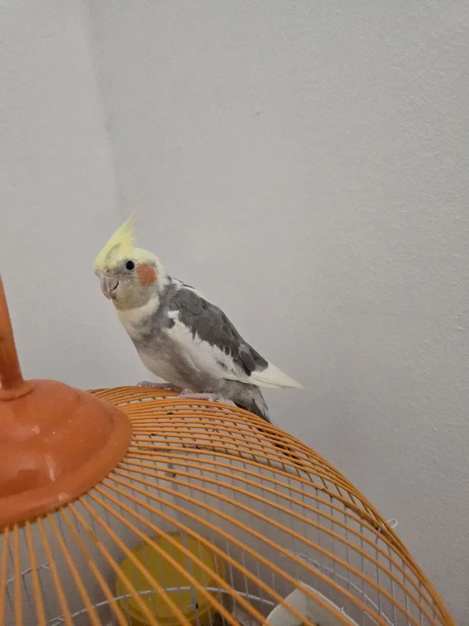 عروس هلندی|پرنده|رشت, کوی مهر|دیوار