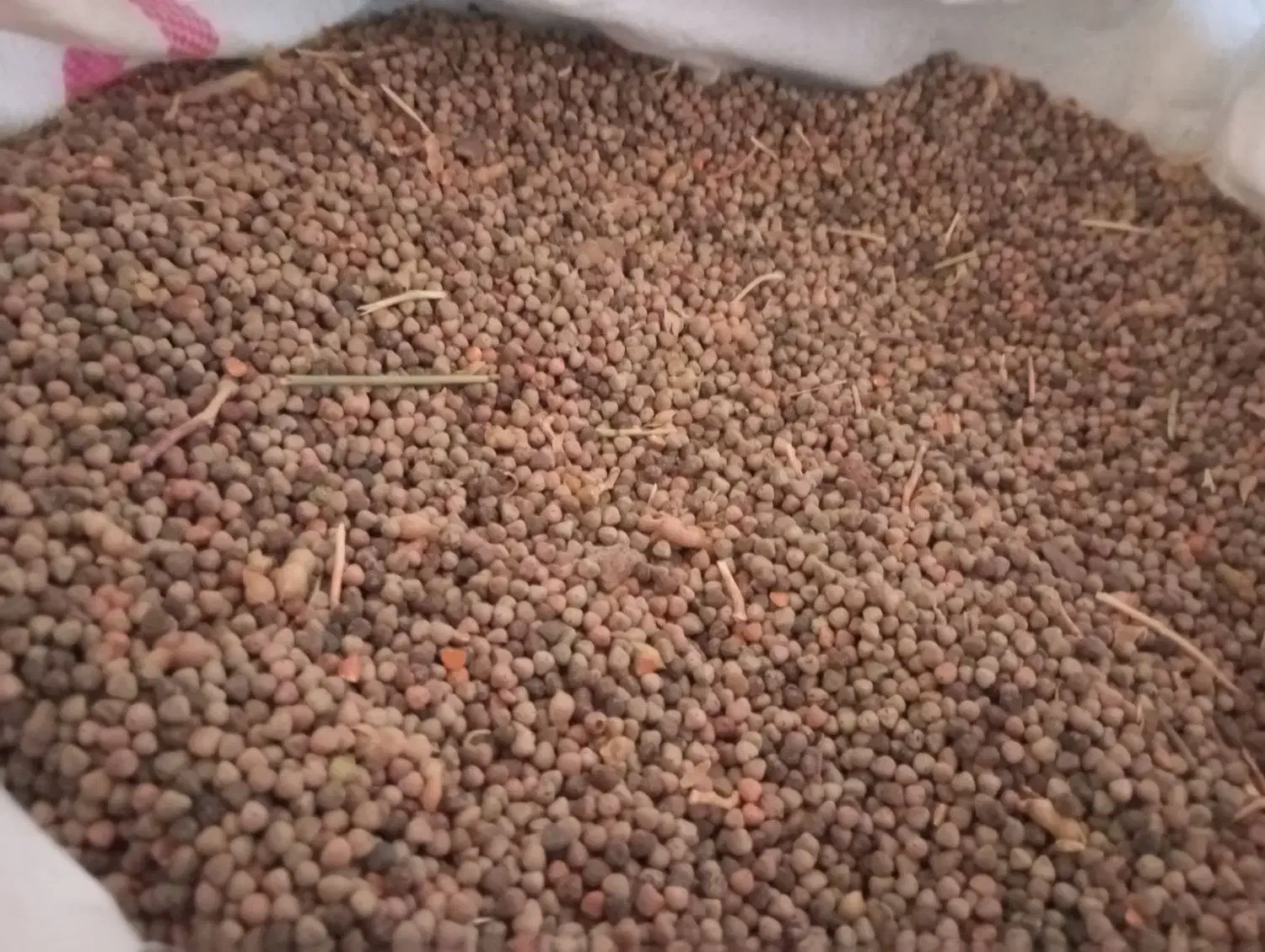 گاینه|حراج|باوله, |دیوار