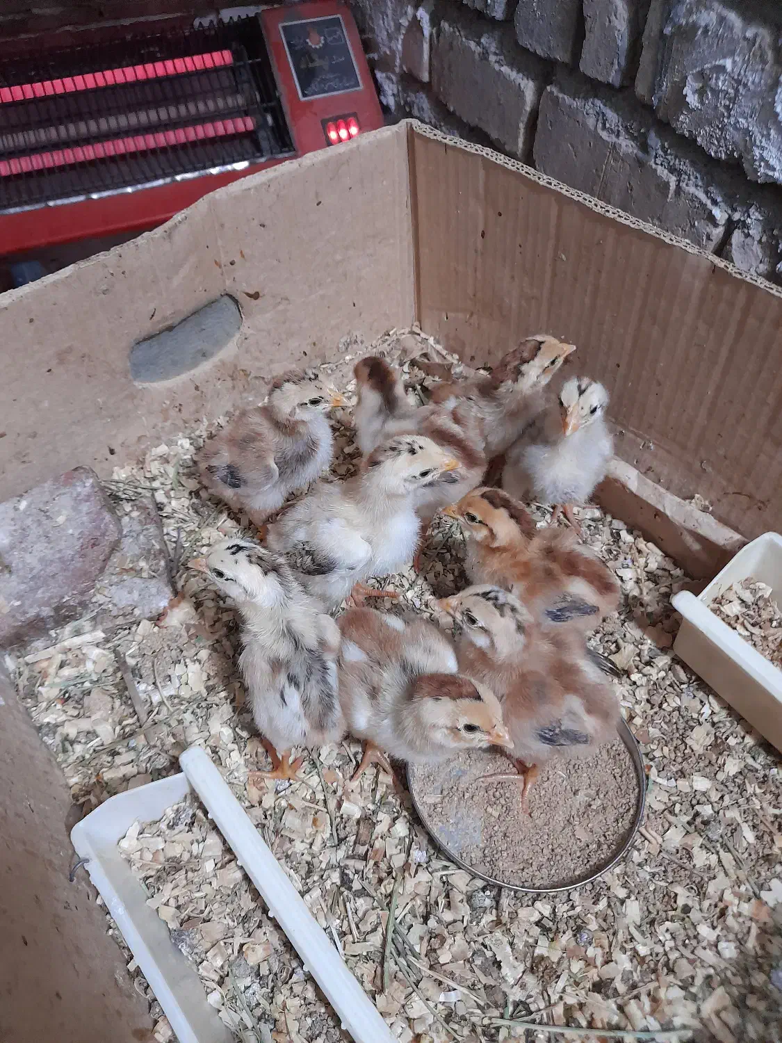 جوجه لاری ترک افغان|حیوانات مزرعه|احمدآبادمستوفی, |دیوار