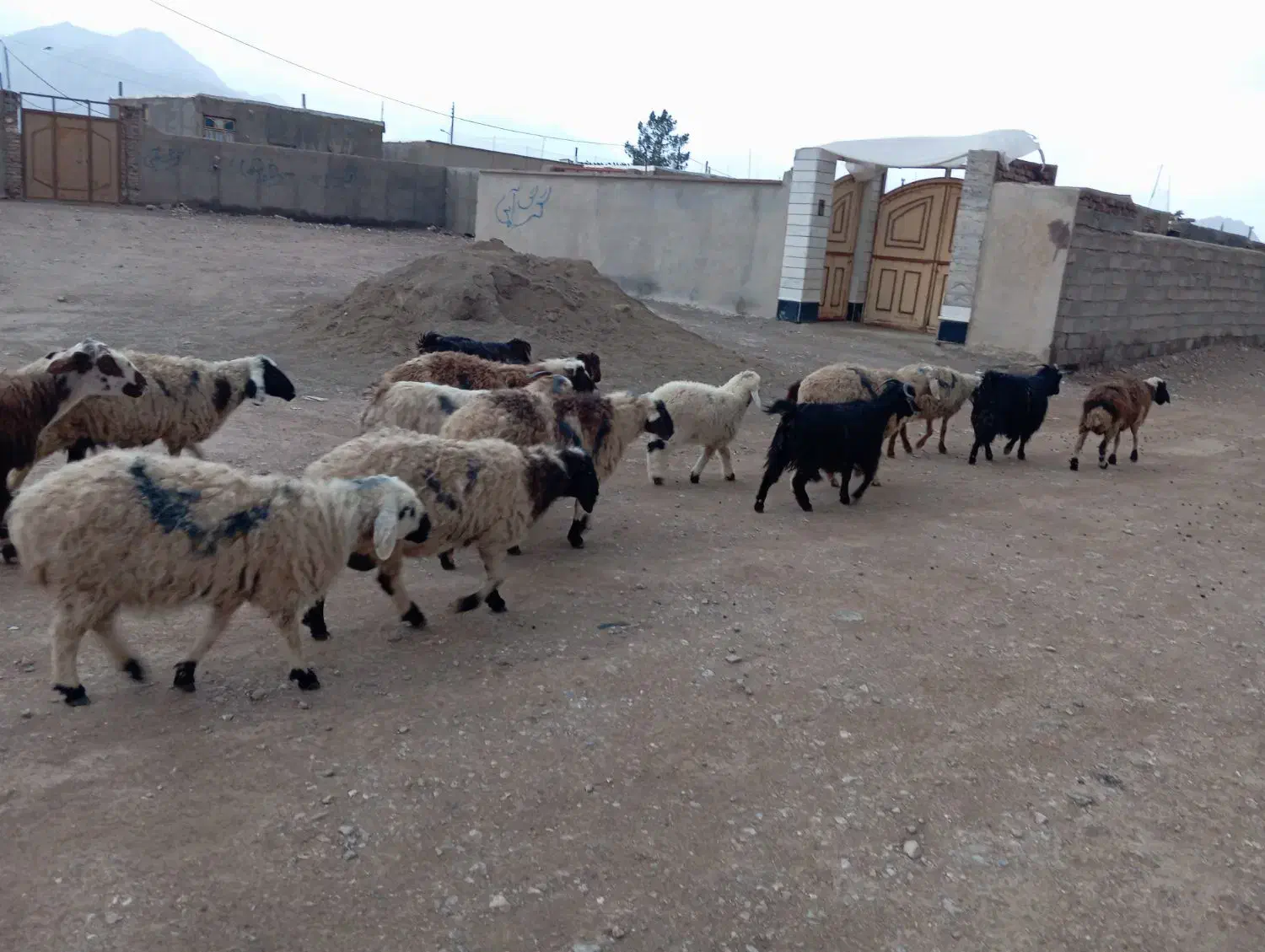 گوسفند|حیوانات مزرعه|قائن, |دیوار