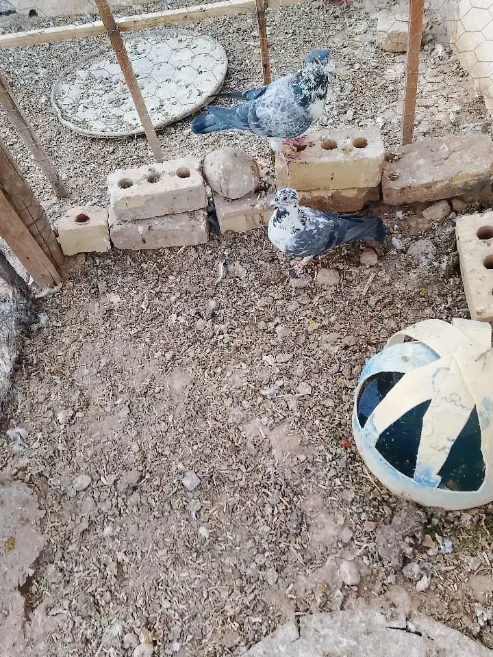 سلام دوستان یه جفت کبوترسینه سفید|پرنده|خواف, |دیوار