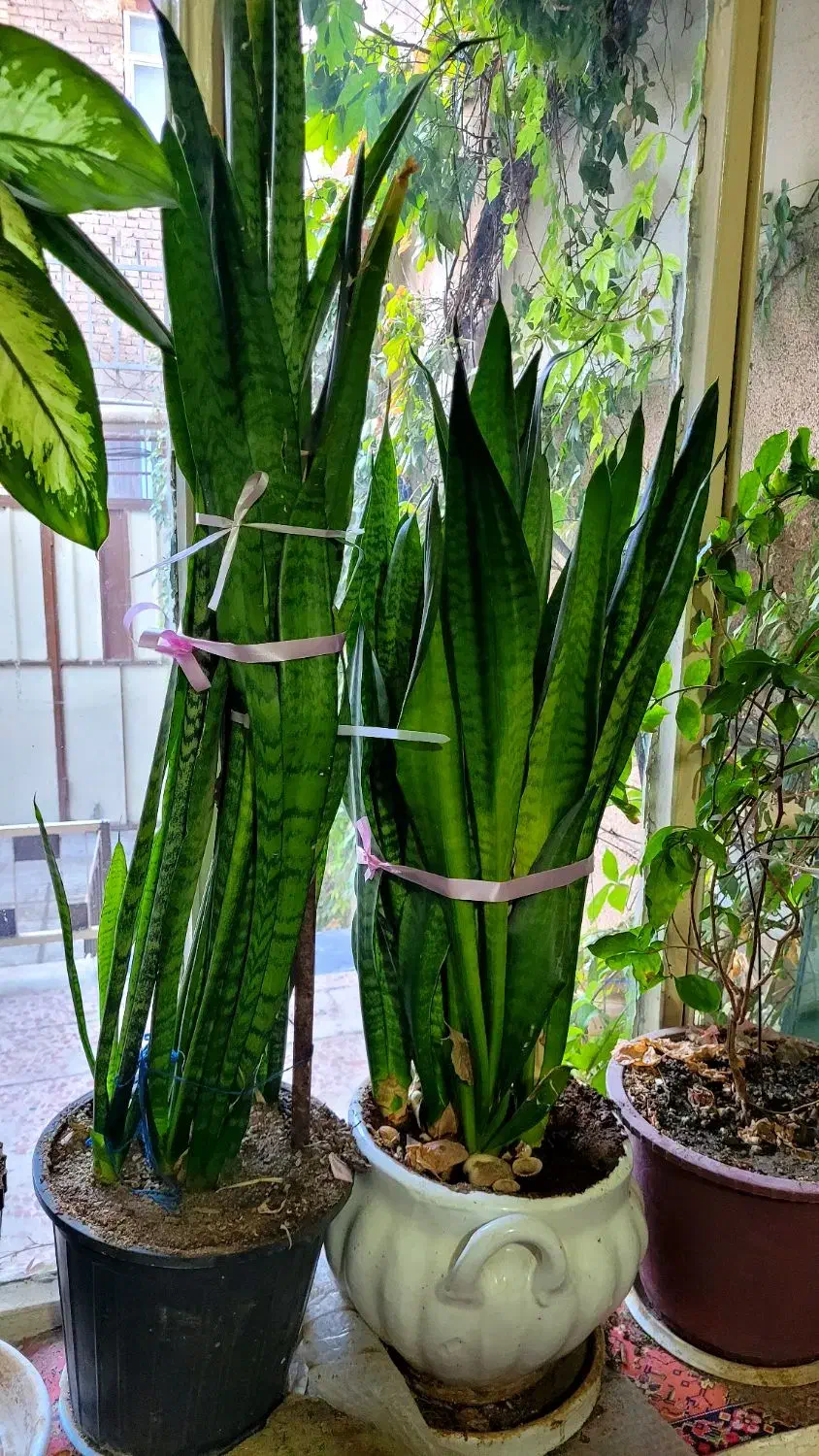 گلهای آپارتمانیگ|گل و گیاه طبیعی|سبزوار, امام خمینی (ناوی)|دیوار