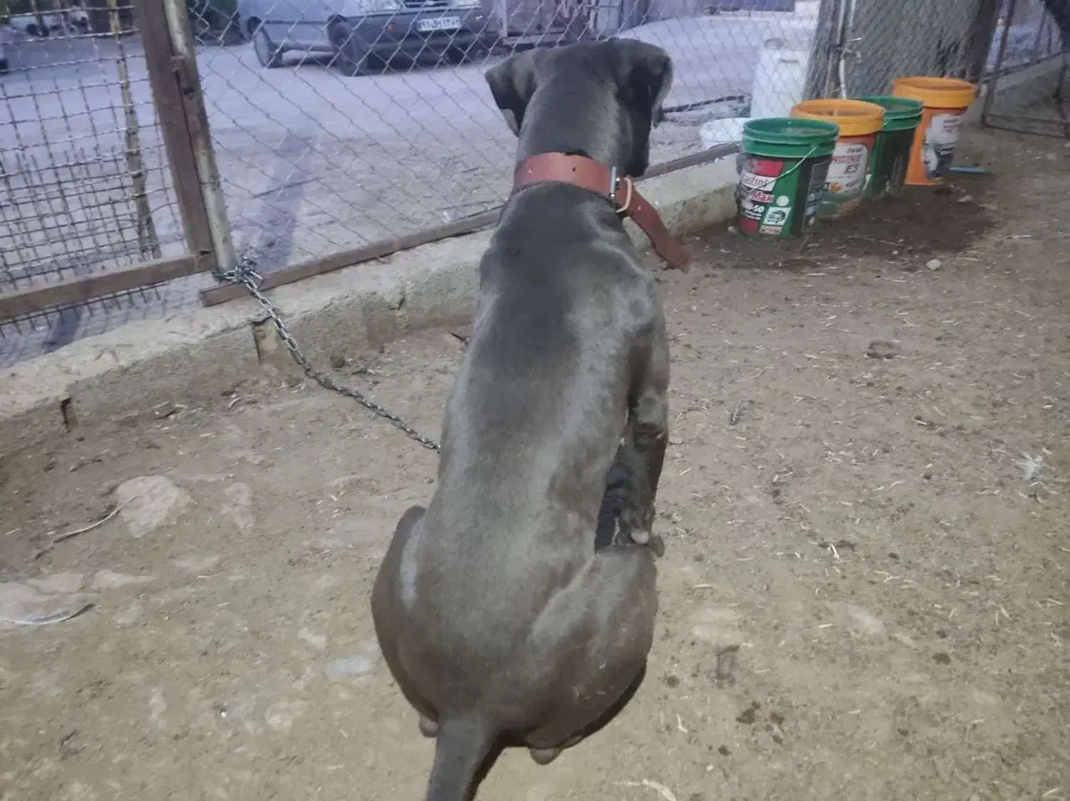 سگ پیتبول ( پیت بول ) رنگ خاص بلو|سگ|شیراز, باجگاه|دیوار