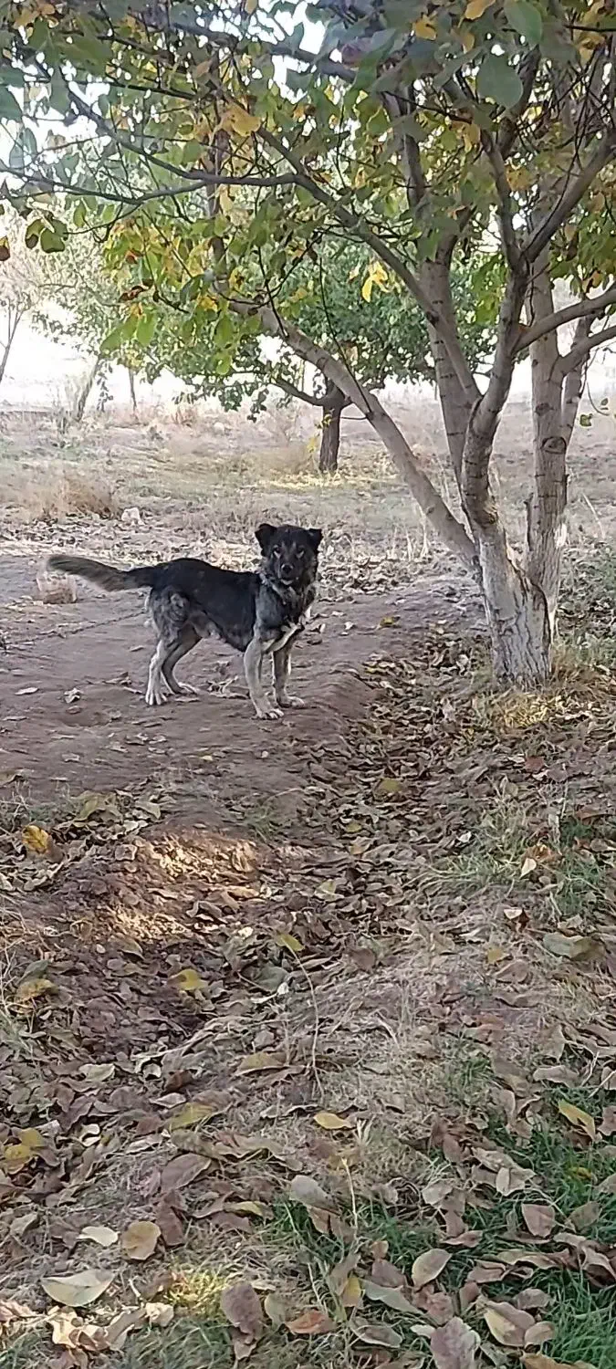 سگ سرابی ذات قدیم ۱۲ ماهه|سگ|شاهین دژ, |دیوار