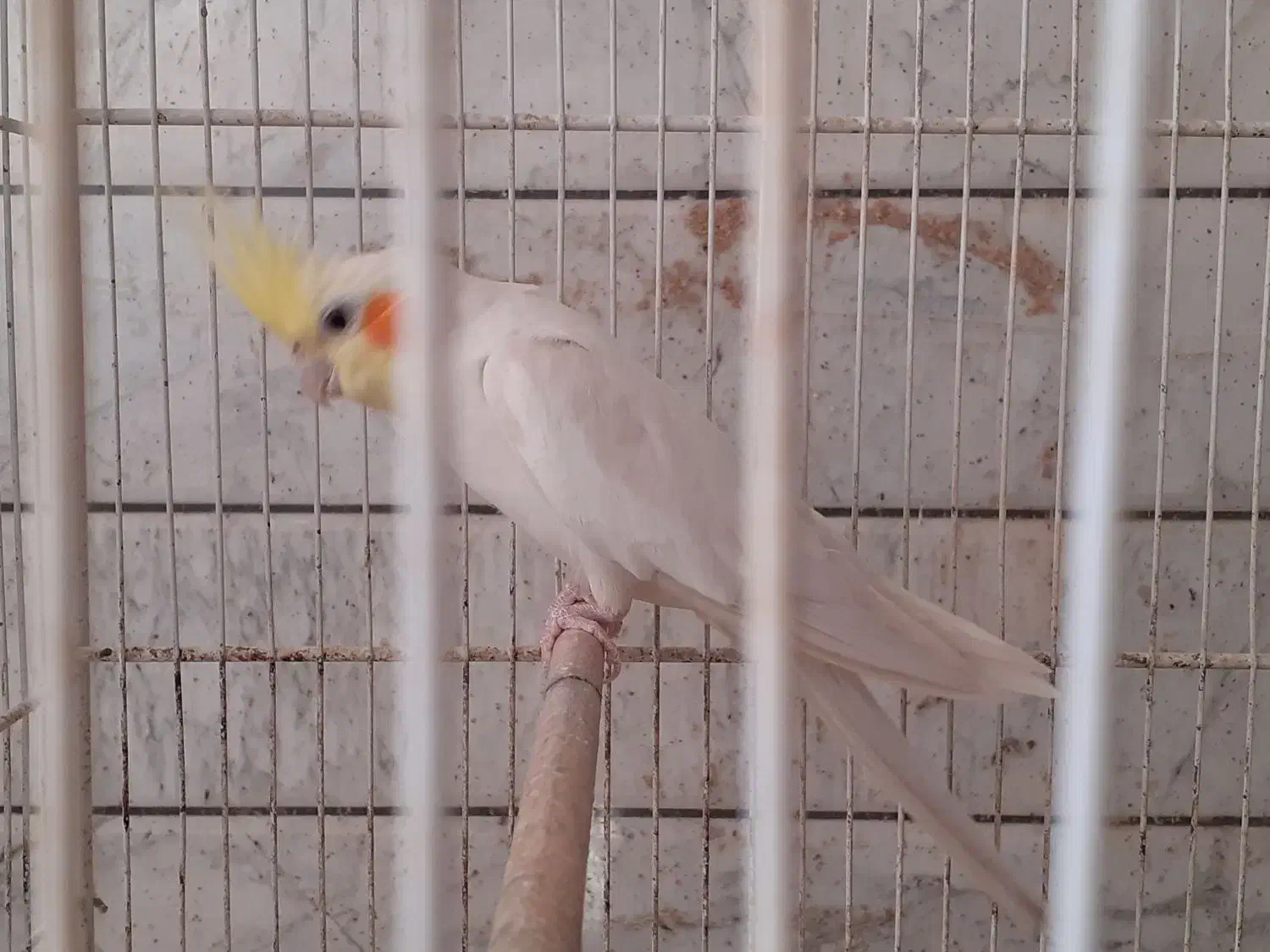 عروس هلندی لوتینو بالغ|پرنده|فردوس (خراسان), |دیوار