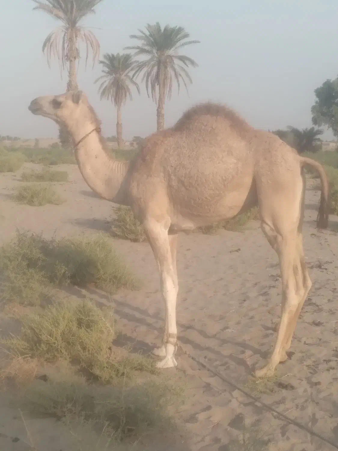 هاشی نر|حیوانات مزرعه|جازموریان, |دیوار