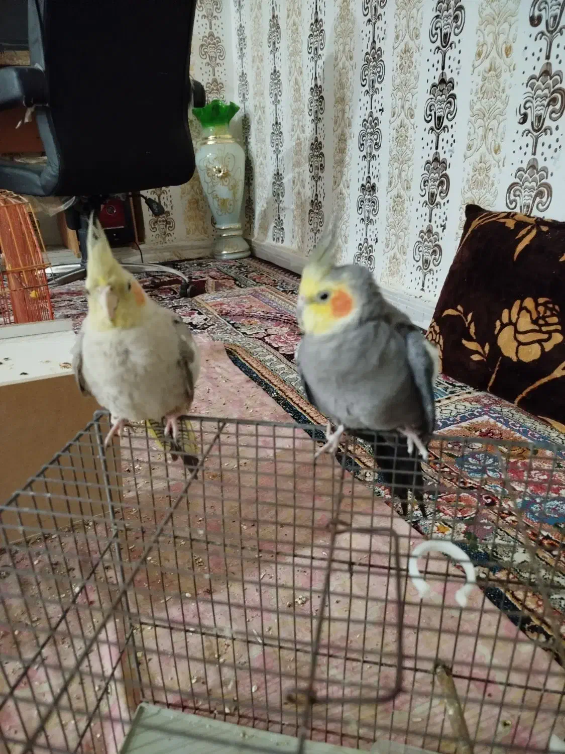 فروش عروس هلندی|پرنده|شادگان, |دیوار