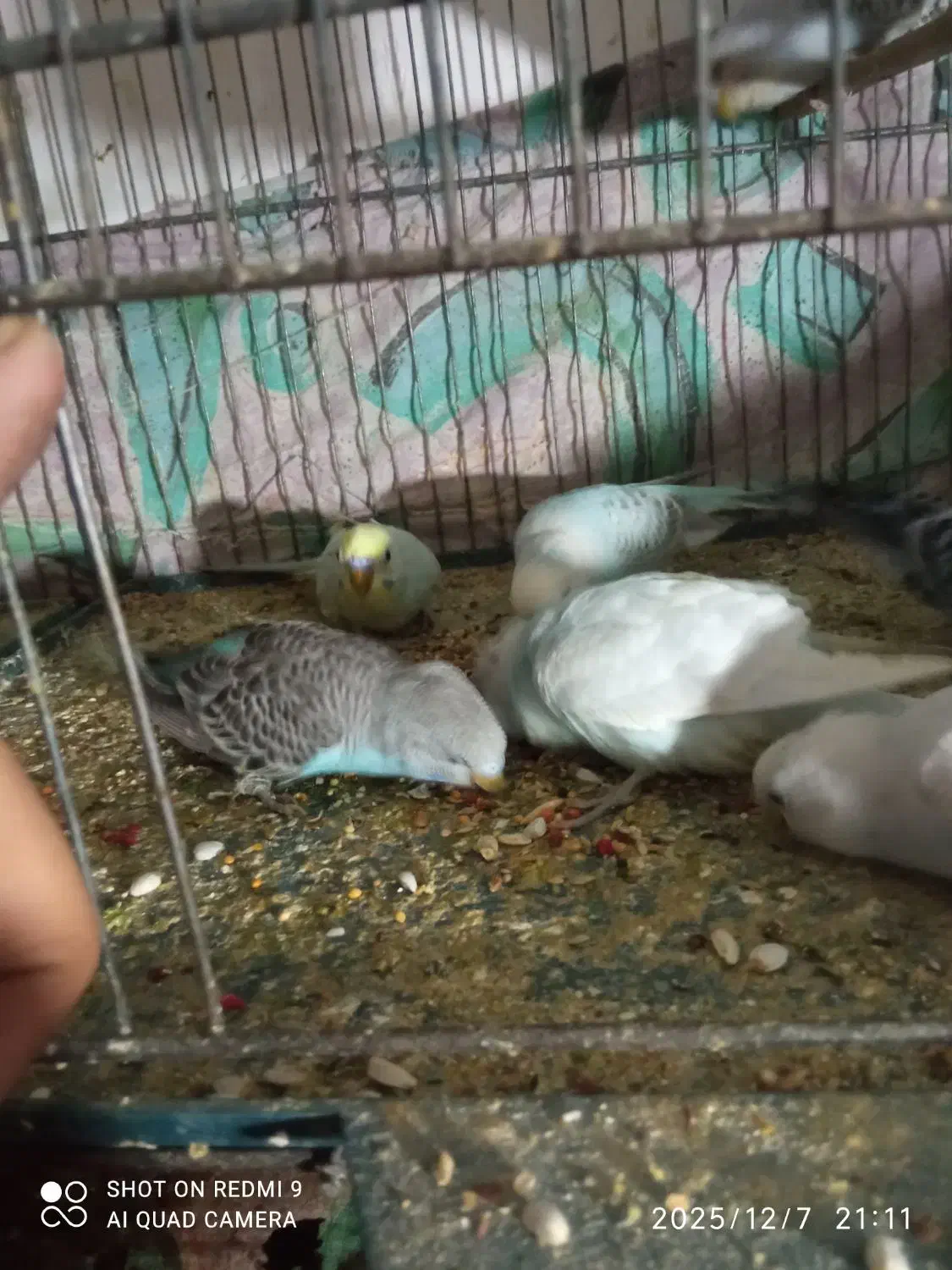 مرغ عشق|پرنده|میاندوآب, |دیوار