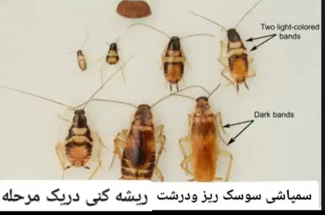 سمپاشی صددرصدتضمینی سمپاشی سوسک وساس و...|خدمات نظافت|تهران, آذری|دیوار