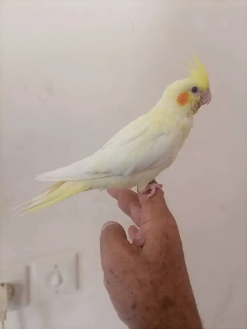 عروس هلندی لوتینو|پرنده|داراب, |دیوار