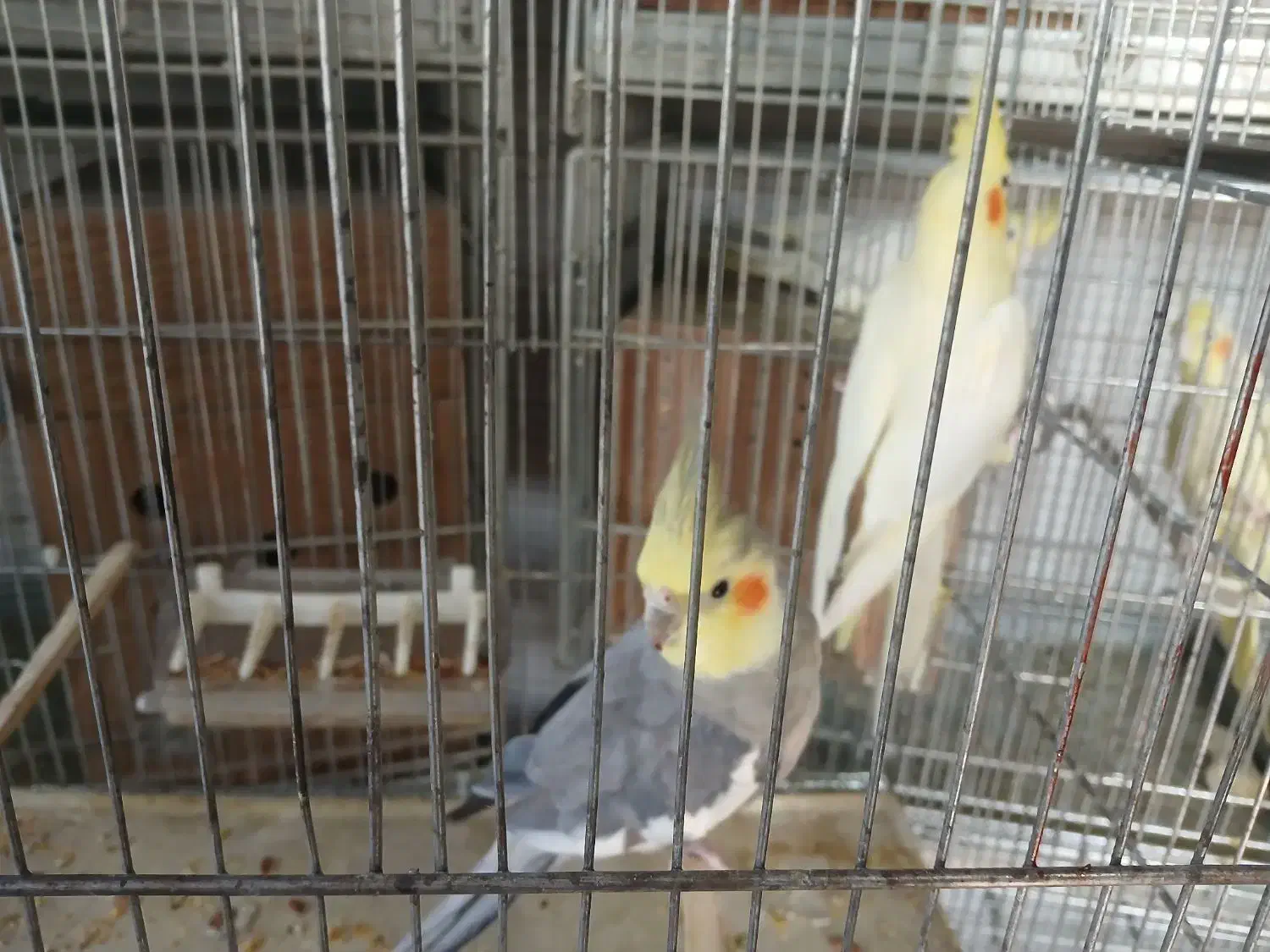 عروس هلندی|پرنده|ری, علایین|دیوار