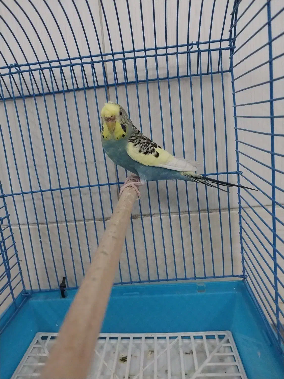 مرغ عشق یلو فیس رینبو و دبل فکتور|پرنده|قم, زند آباد|دیوار