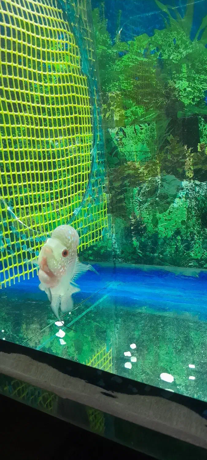 اکواریوم|ماهی|سلماس, |دیوار