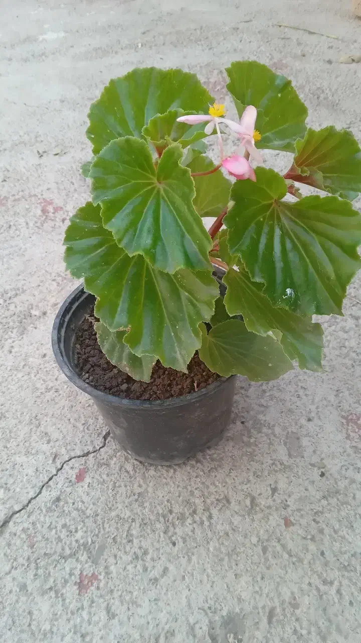 گلهای طبیعی آپارتمانی|گل و گیاه طبیعی|مرند, |دیوار