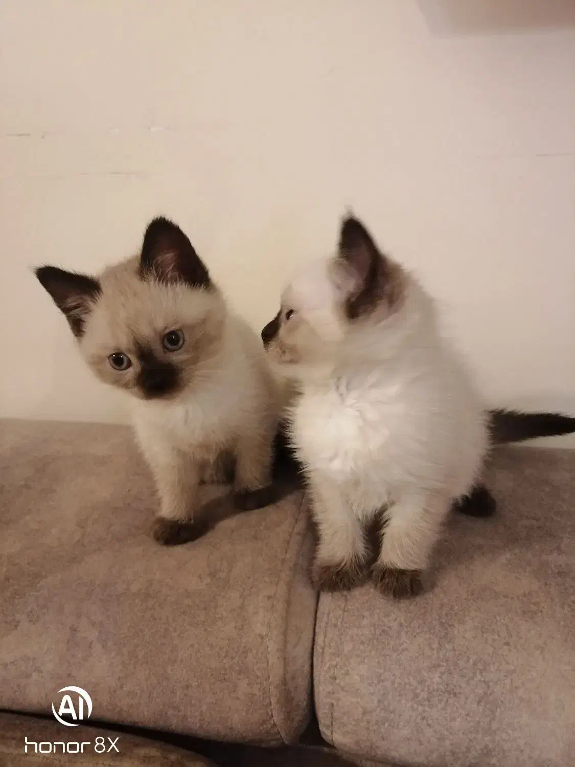 توله سیامی اصیل و کاملا خالص|گربه|قائمشهر, |دیوار