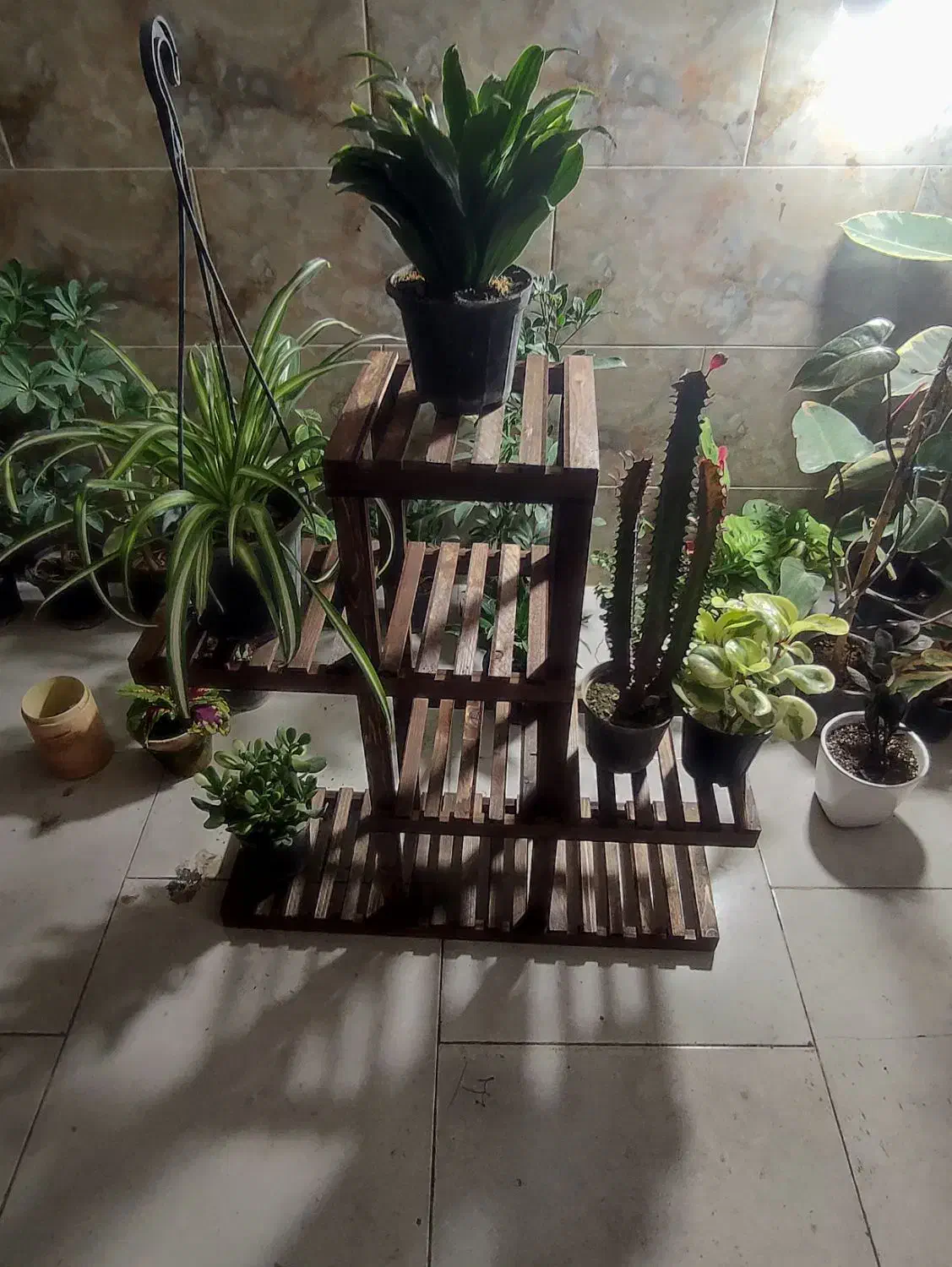 گل و گیاه آپارتمانی|گل و گیاه طبیعی|یزد, |دیوار