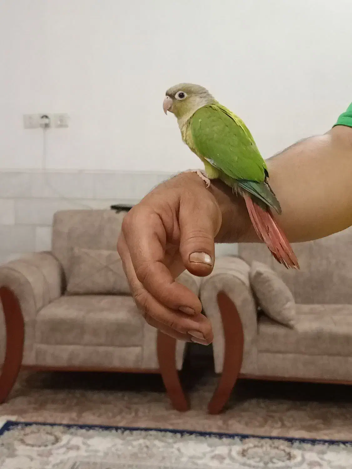 گرینچیک اناناسی|پرنده|میبد, |دیوار